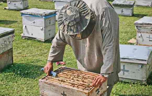 Honeybee Production